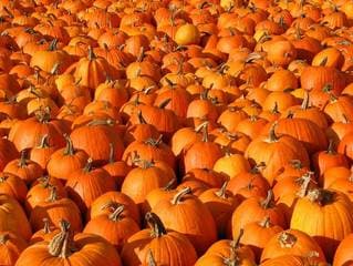 Pumpkins Multiple